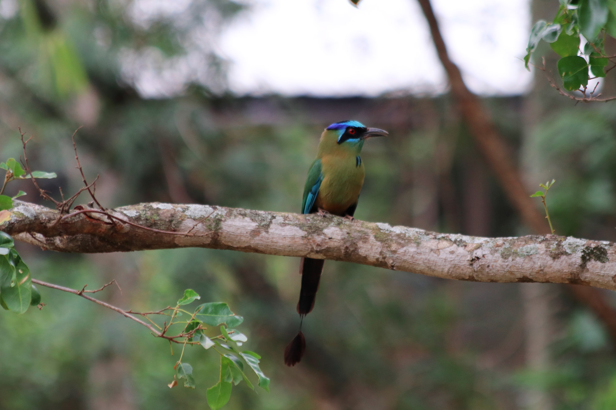 De gaafste dieren van Bolivia: #21 Hooglandmotmot