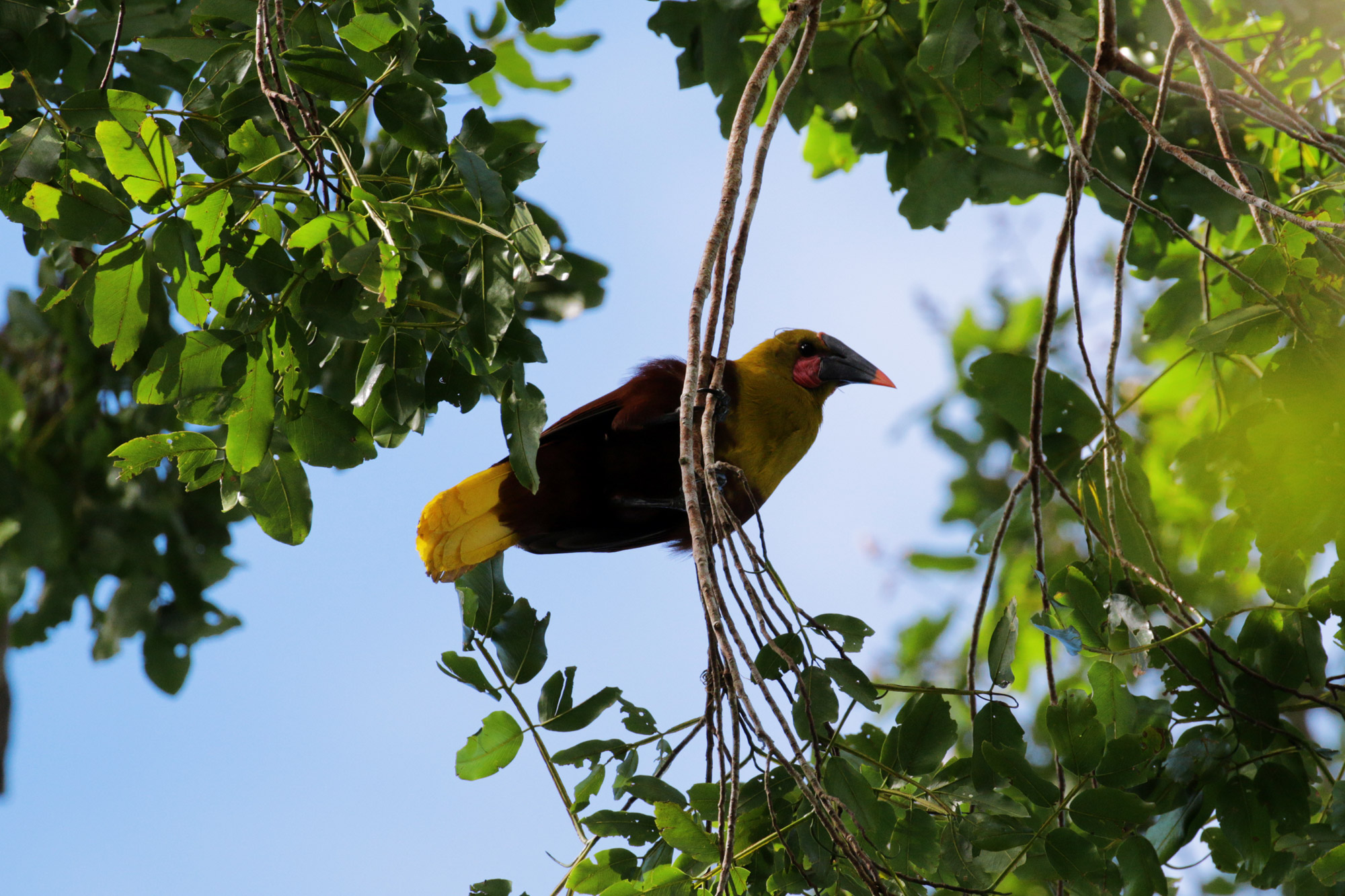 De gaafste dieren van Bolivia: #23 Oropendola