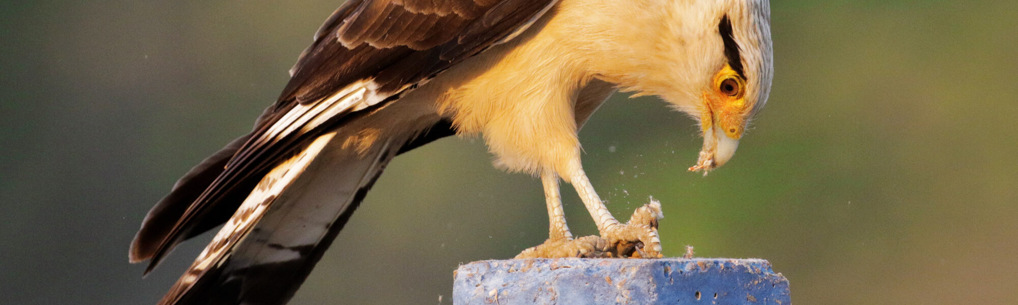 De gaafste dieren van Bolivia: #24 Caracara