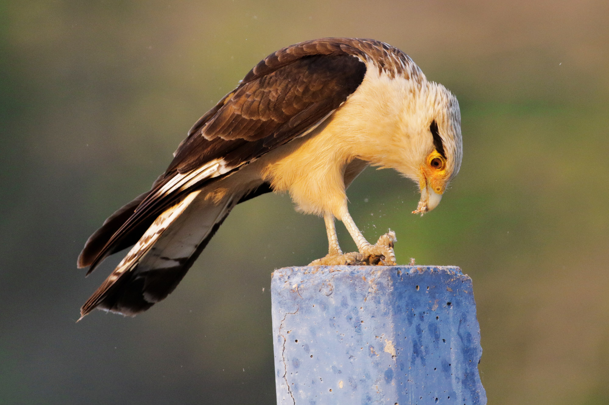 De gaafste dieren van Bolivia: #24 Caracara