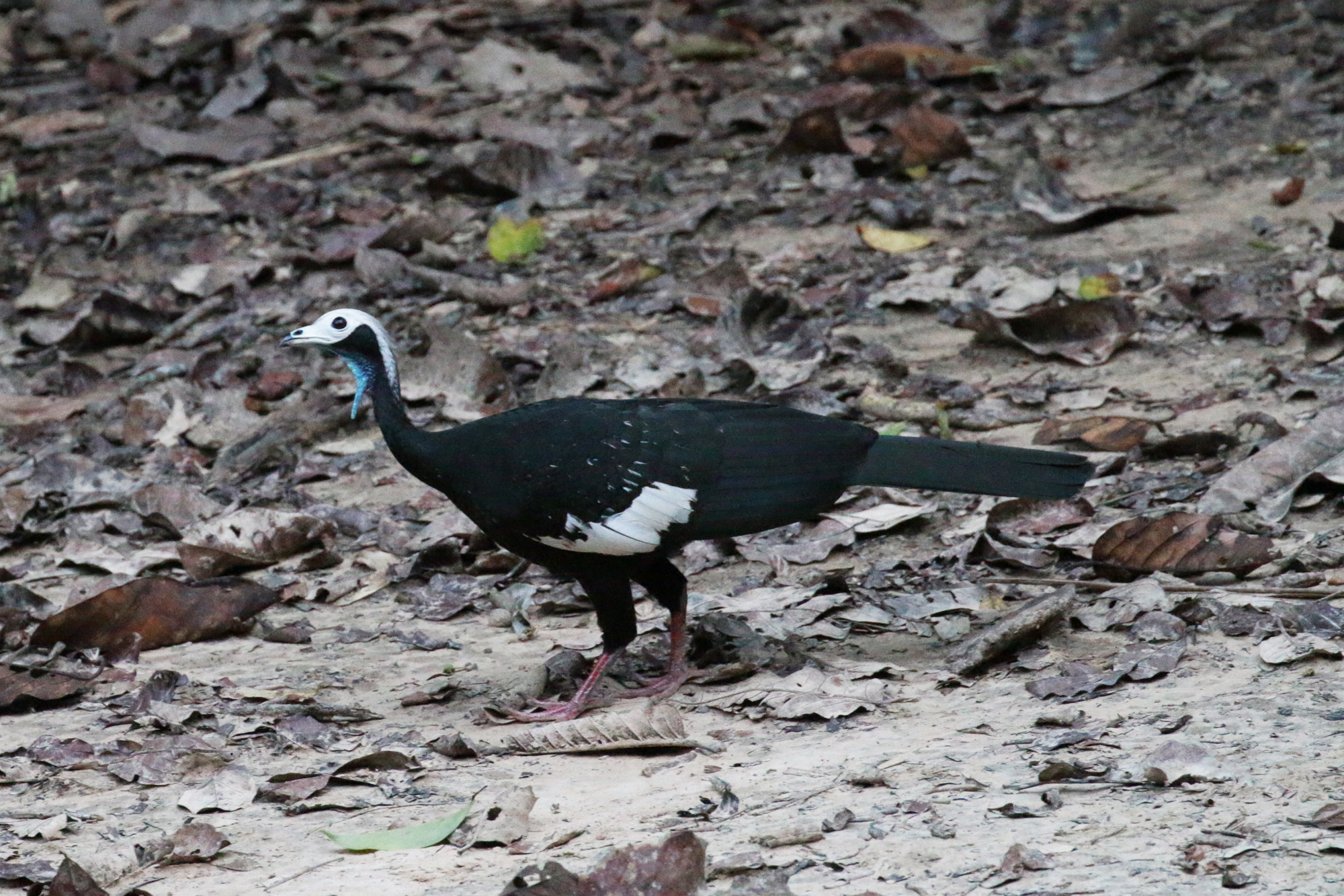 De gaafste dieren van Bolivia: #29 Witkopgoean