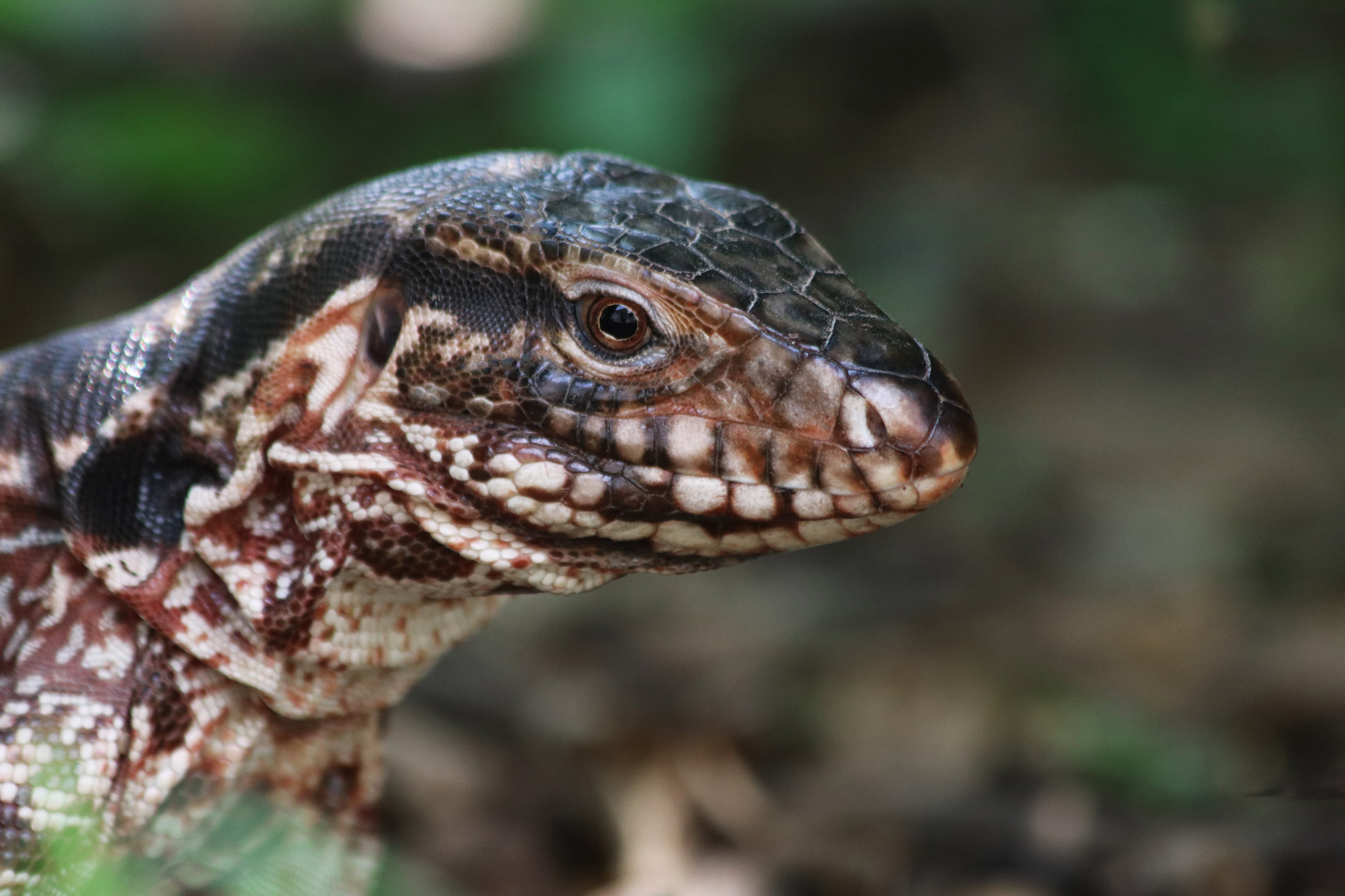 De gaafste dieren van Bolivia: #30 Iguana