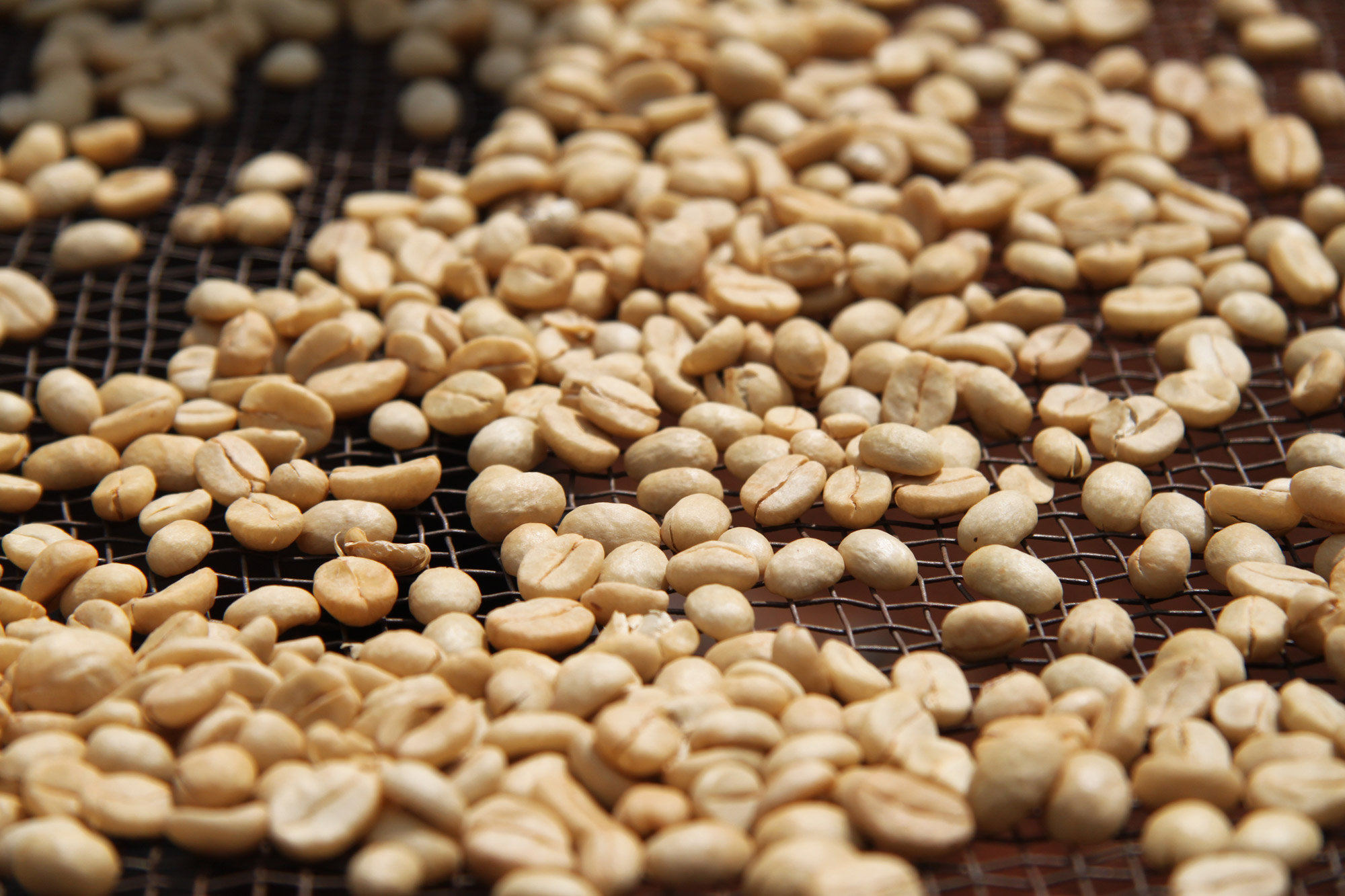 Een bezoek aan een koffieplantage in Tanzania