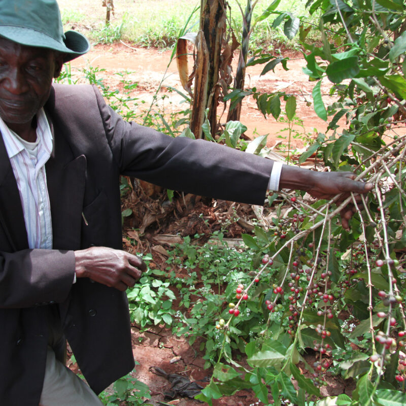 Een bezoek aan een koffieplantage in Tanzania