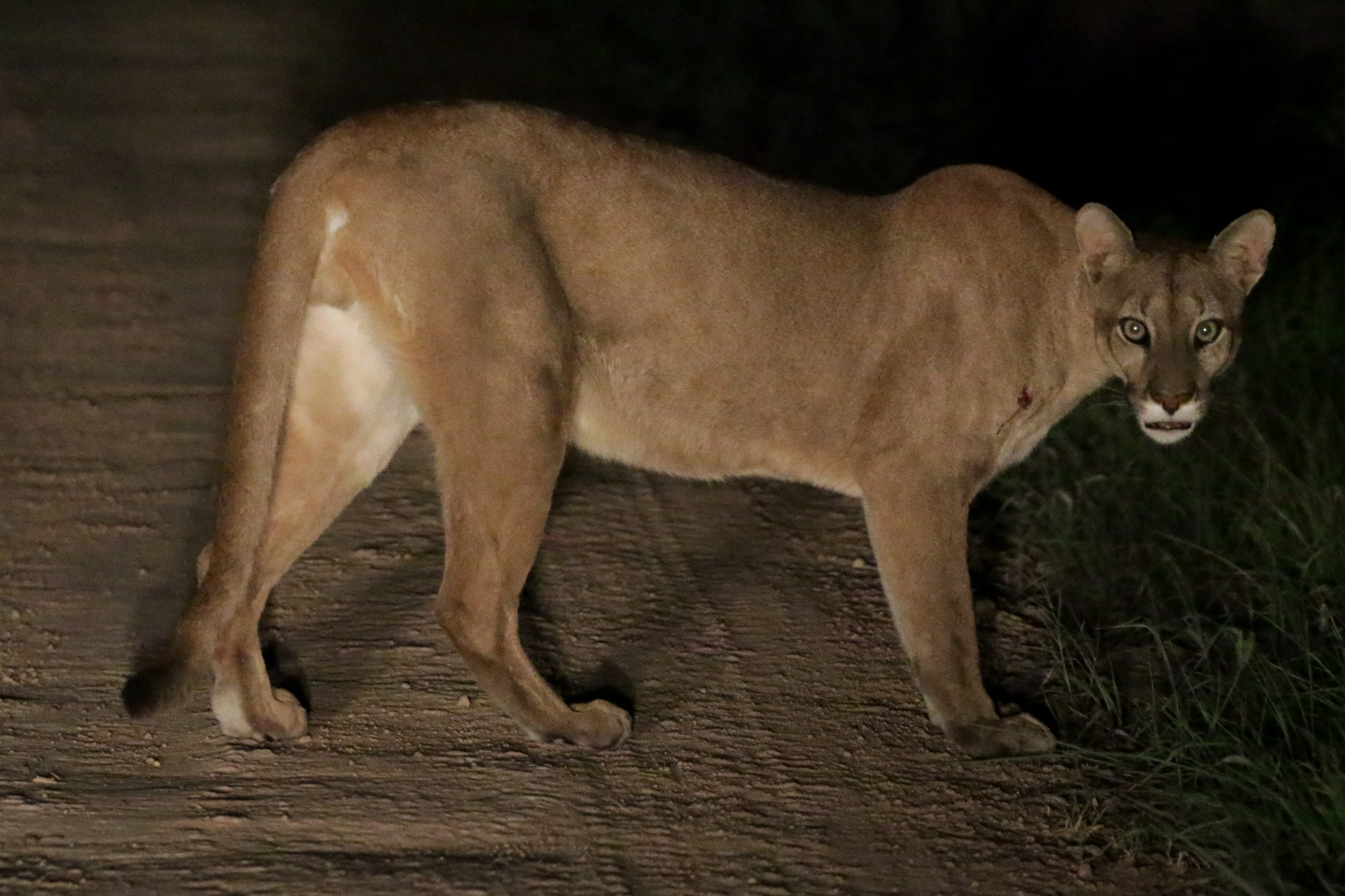 De gaafste dieren van Bolivia: #1 poema