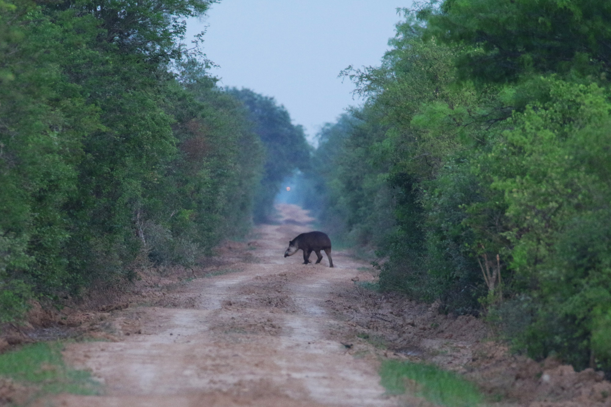 De gaafste dieren van Bolivia: #2 tapir