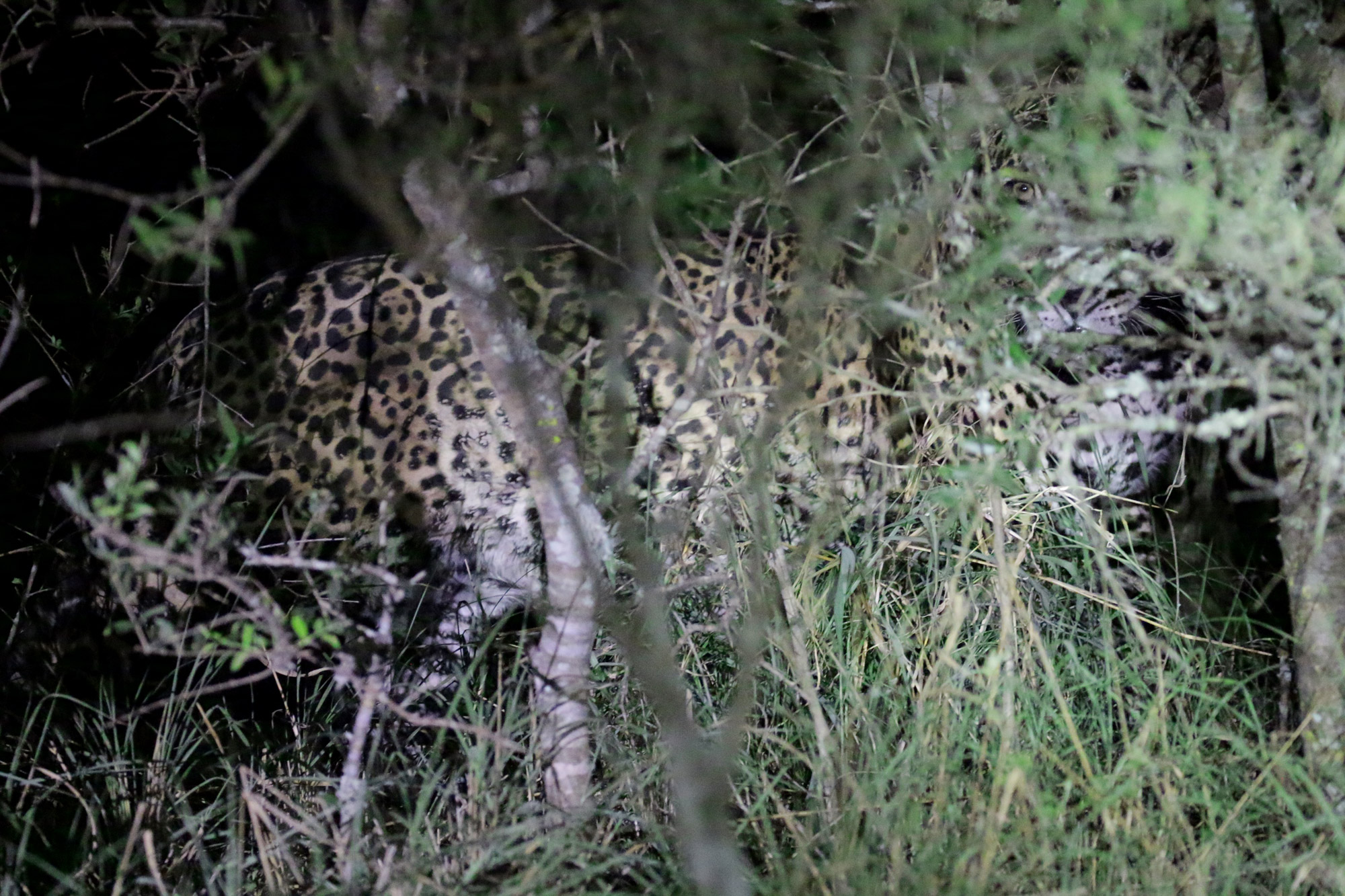 De gaafste dieren van Bolivia: #3 jaguar