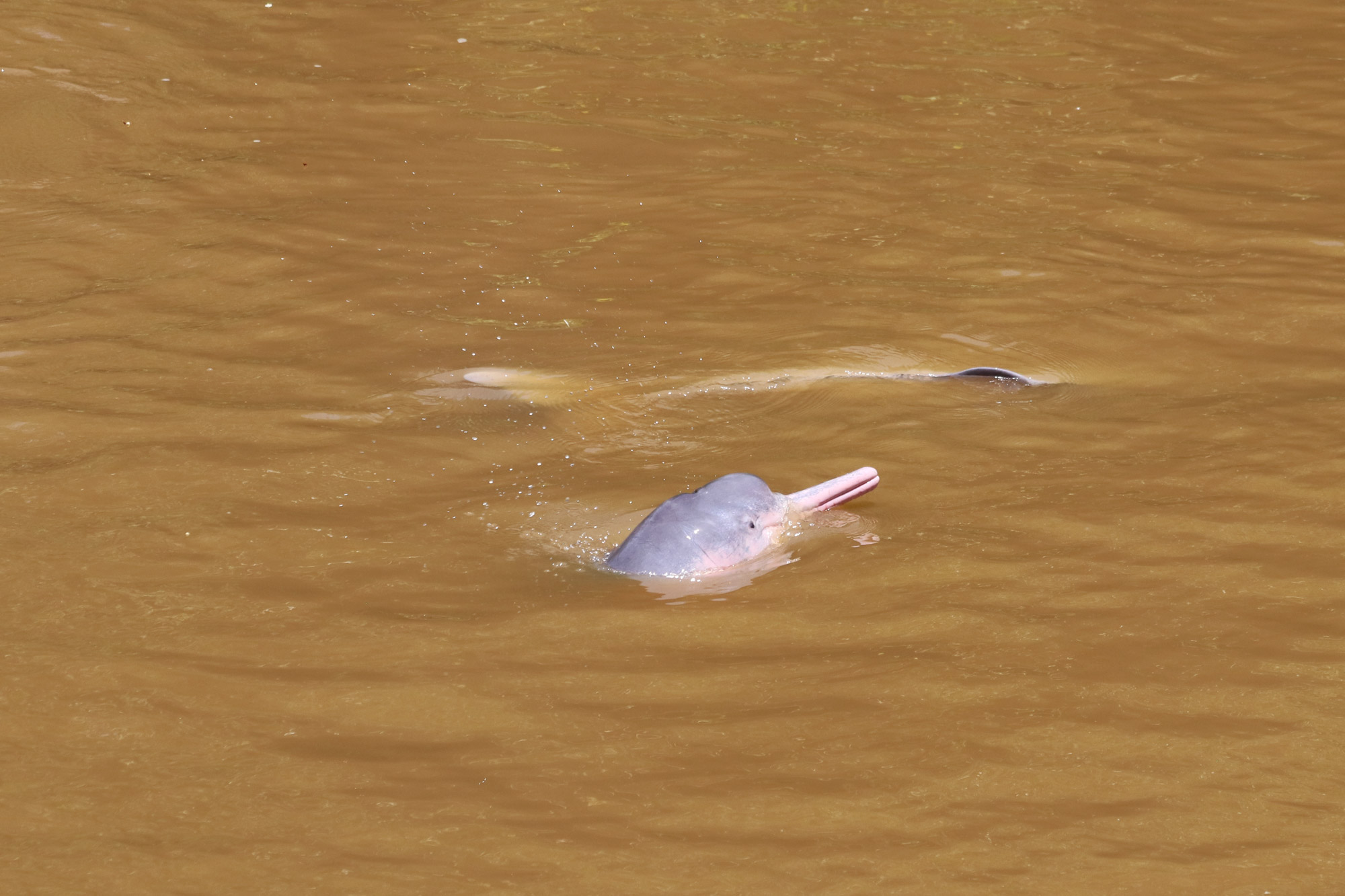 De gaafste dieren van Bolivia: #4 roze rivierdolfijn