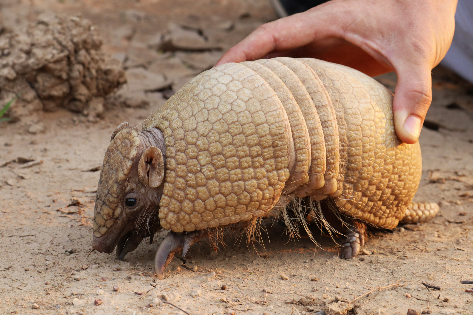 De gaafste dieren van Bolivia: #5 gordeldier