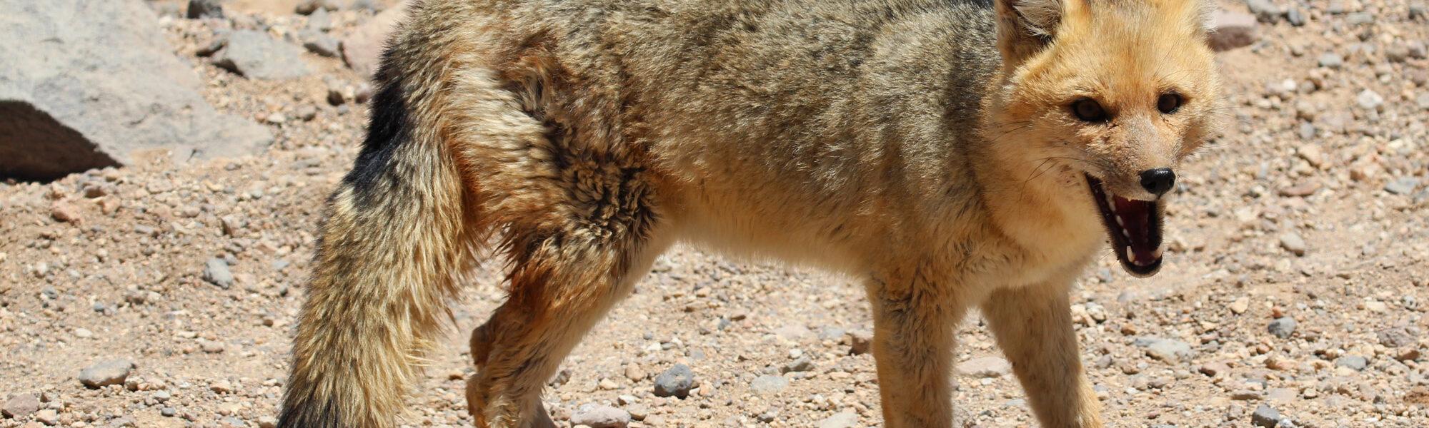 De gaafste dieren van Bolivia: #6 andesvos