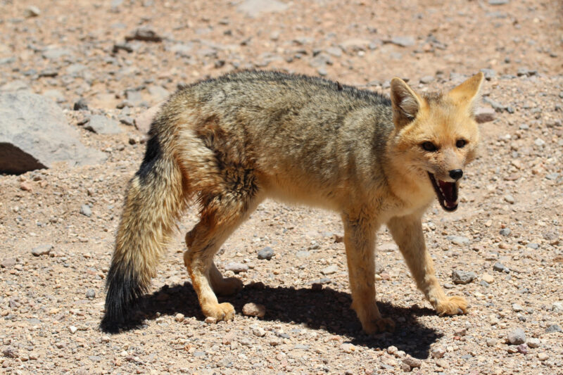 De gaafste dieren van Bolivia: #6 andesvos