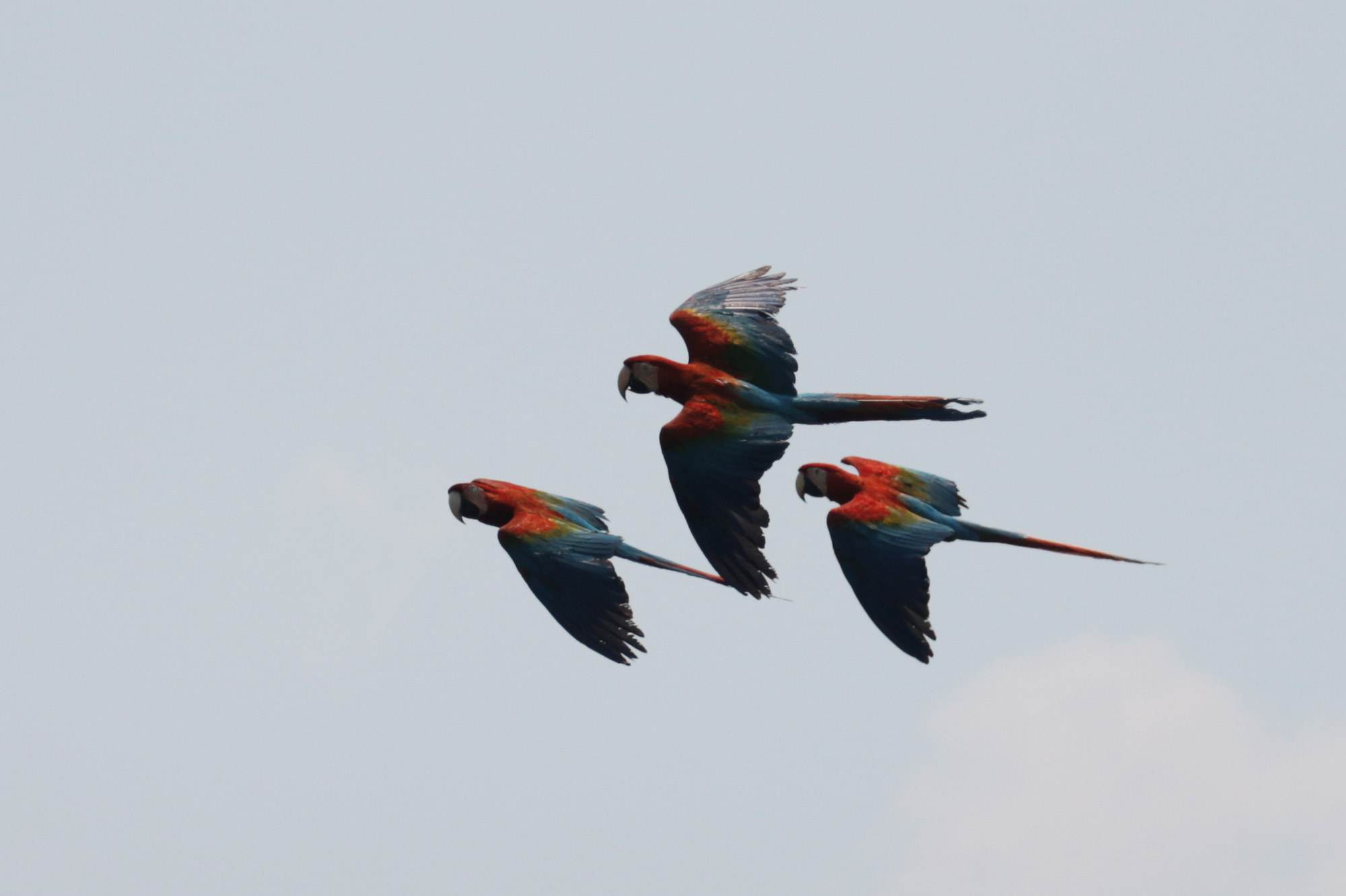 De gaafste dieren van Bolivia: #7 ara