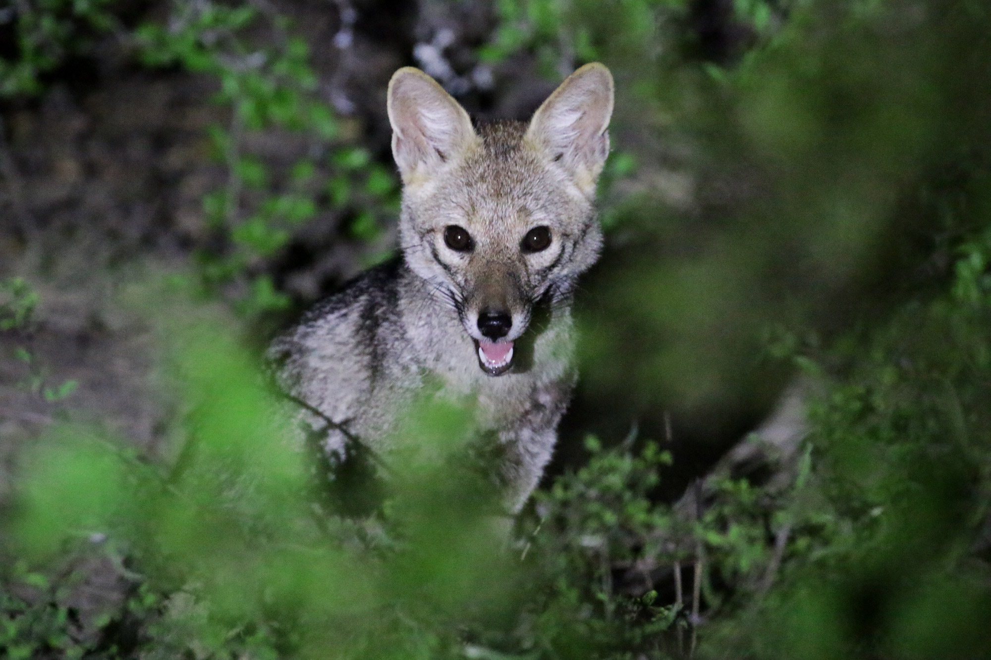 De gaafste dieren van Bolivia: #8 yellow legged fox