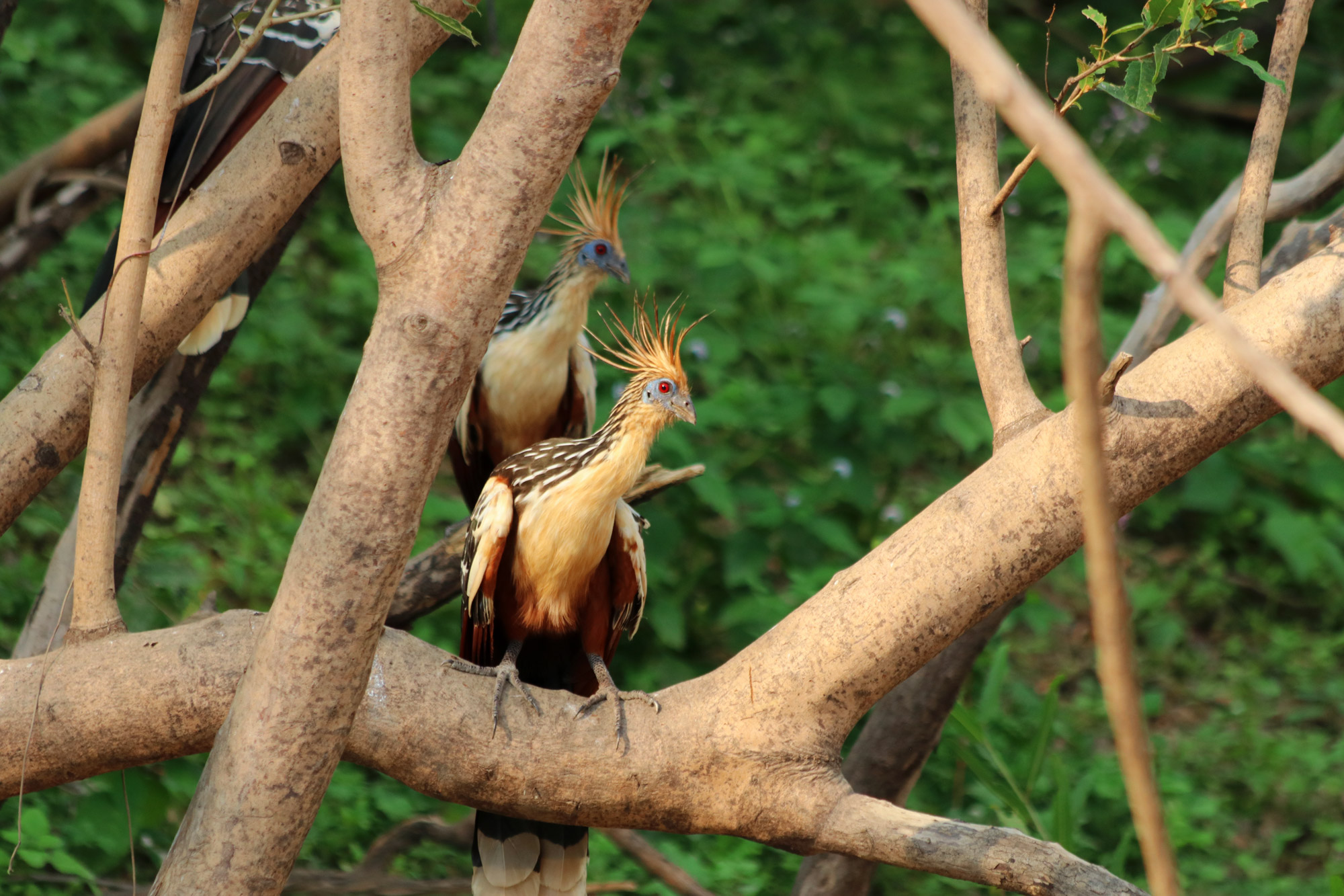 De gaafste dieren van Bolivia: #10 hoatzin