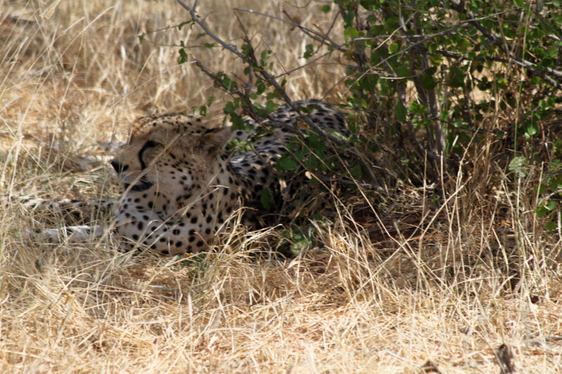 Foto en het verhaal: Een cheetah op enkele meters afstand