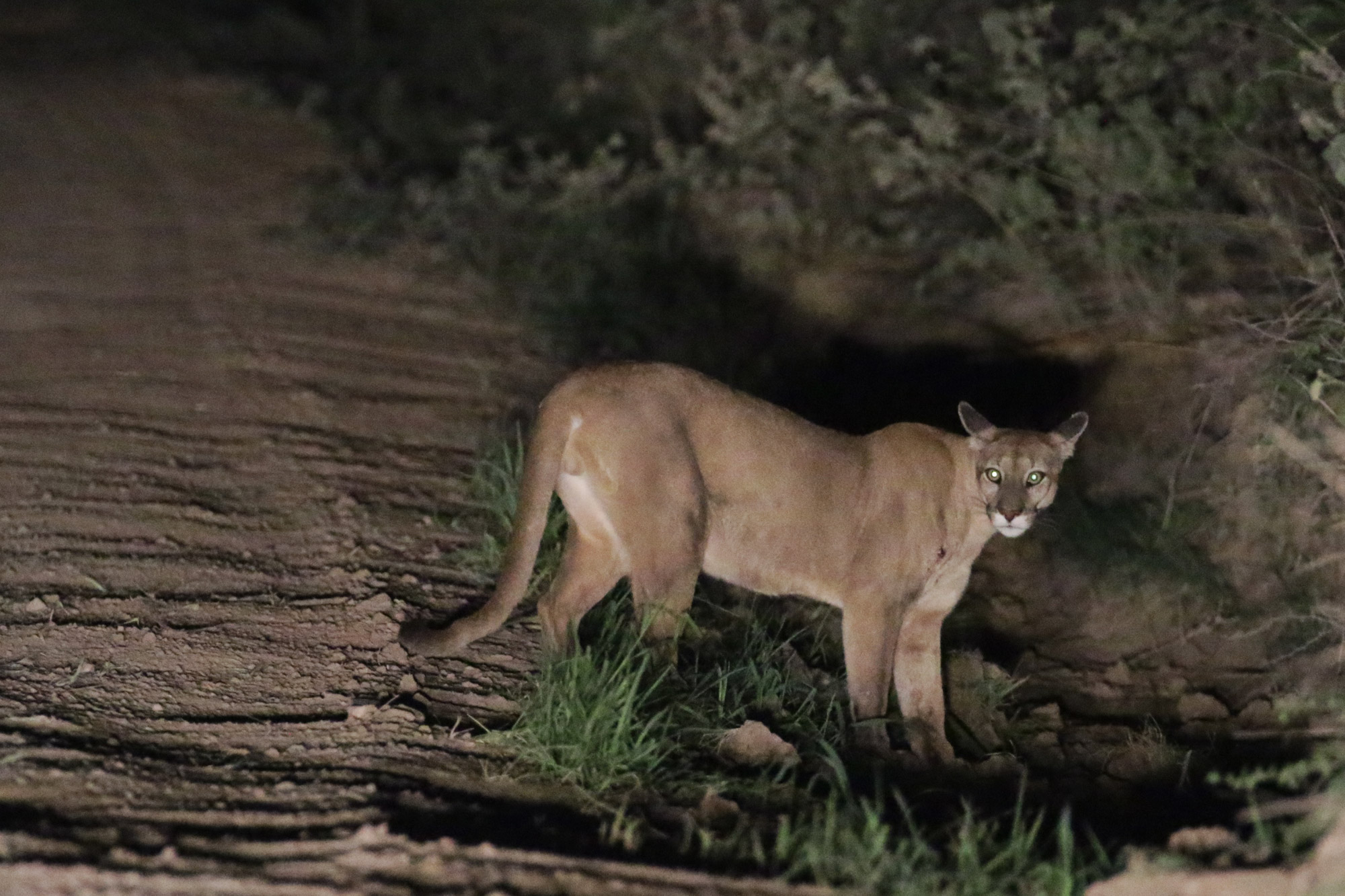 Beste plekken in Bolivia om wildlife te spotten: Kaa-Iya National Park