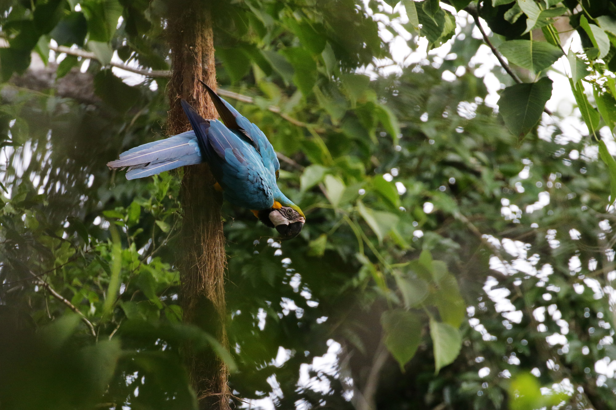 Beste plekken in Bolivia om wildlife te spotten: Madidi