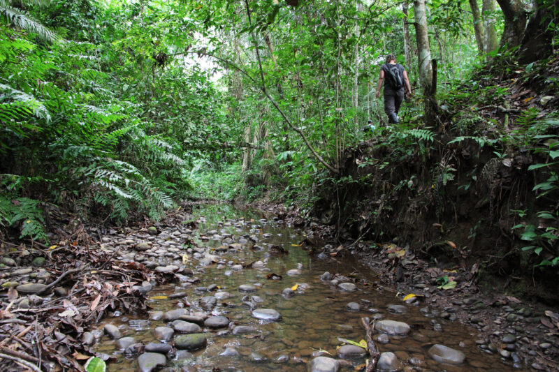 Beste plekken in Bolivia om wildlife te spotten: Madidi