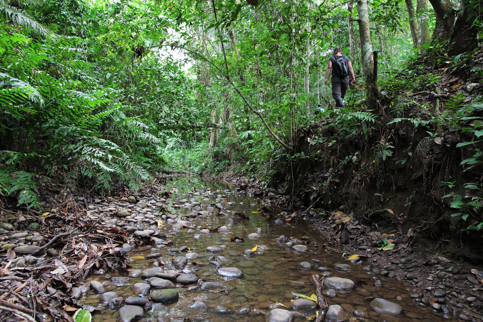 Beste plekken in Bolivia om wildlife te spotten: Madidi