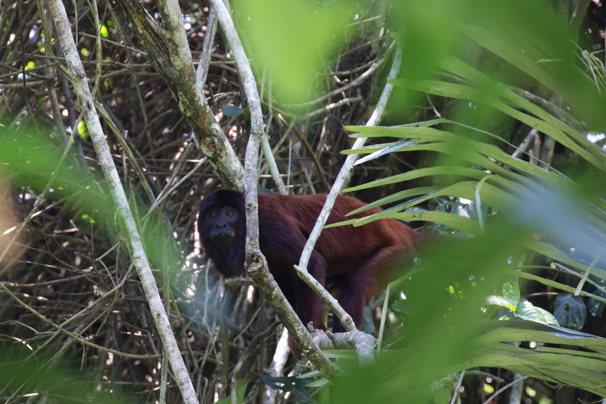 Beste plekken in Bolivia om wildlife te spotten: Madidi