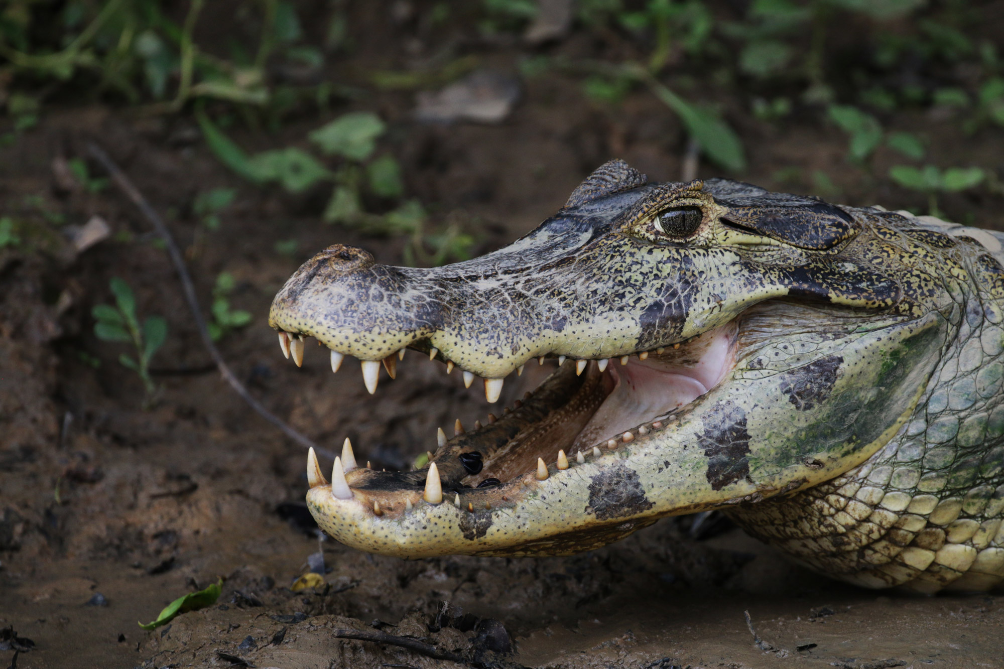 Beste plekken in Bolivia om wildlife te spotten: Pampas