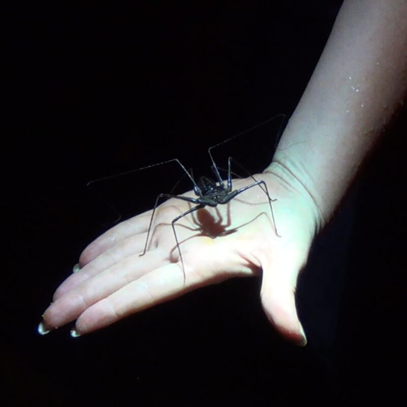 Night Tour met The Bug Lady in Costa Rica