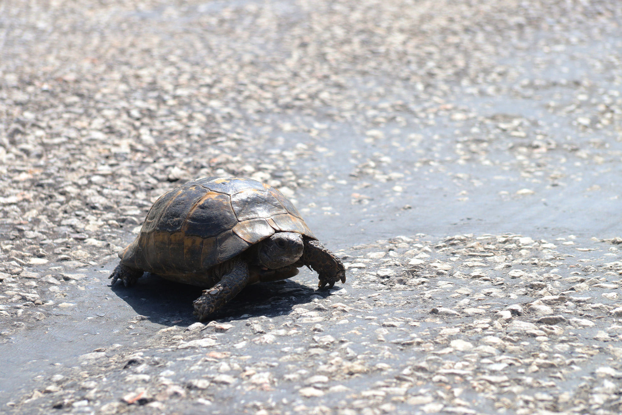 Turkije reisverslag: Bergama en Ayvalik - Een schildpad op de weg