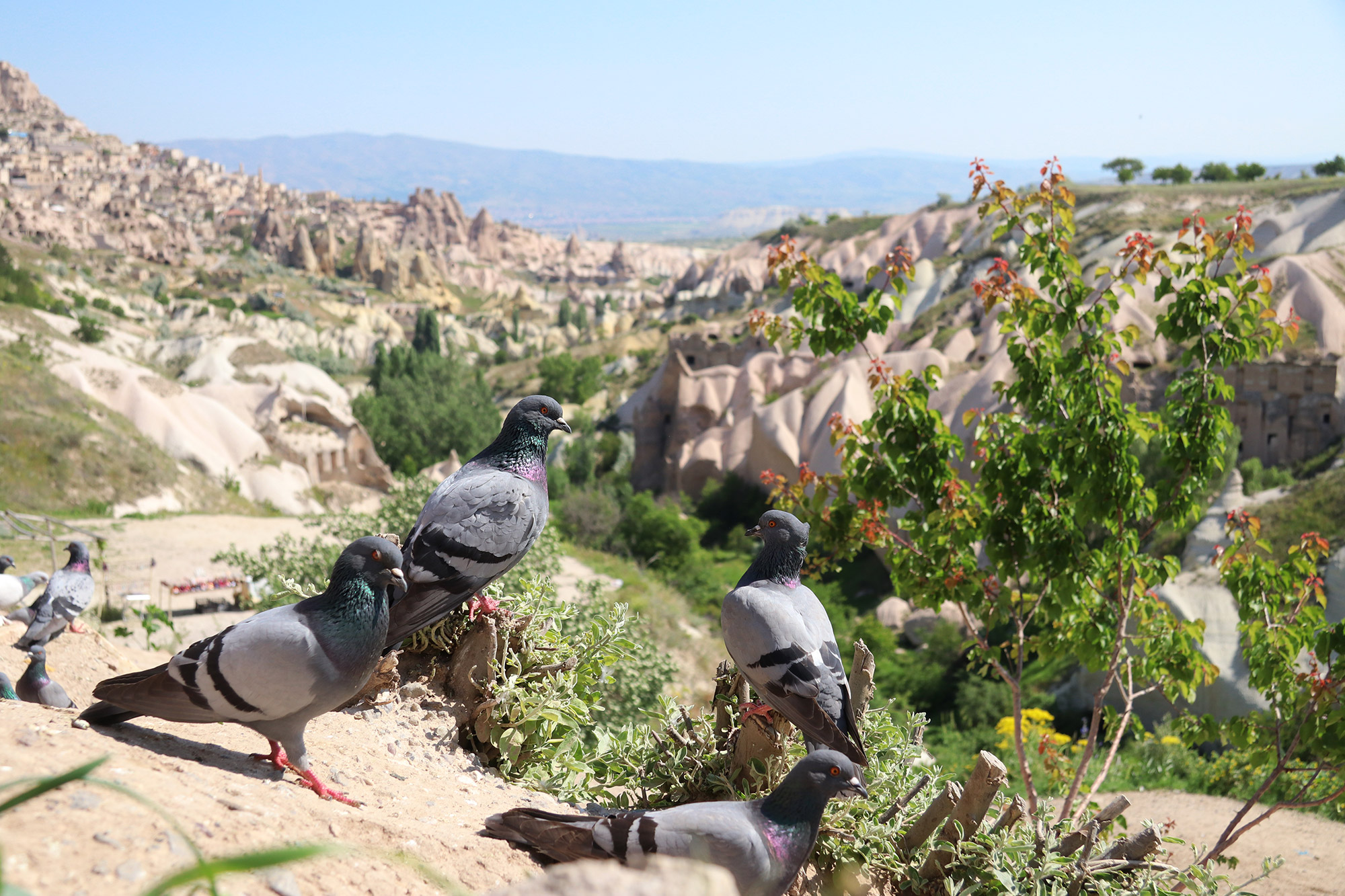 Turkije reisverslag: Magische ballonvaart - Pigeon Valley