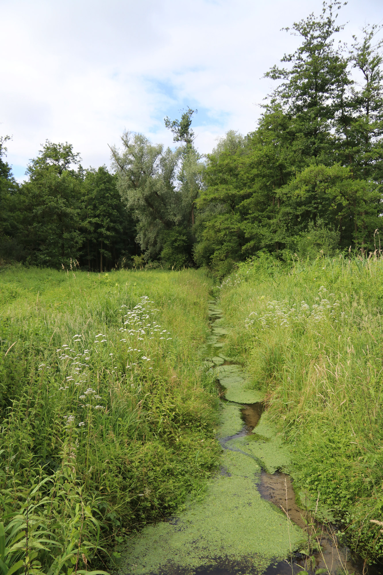 Wandeling Nette Seen - Bosrijk gebied