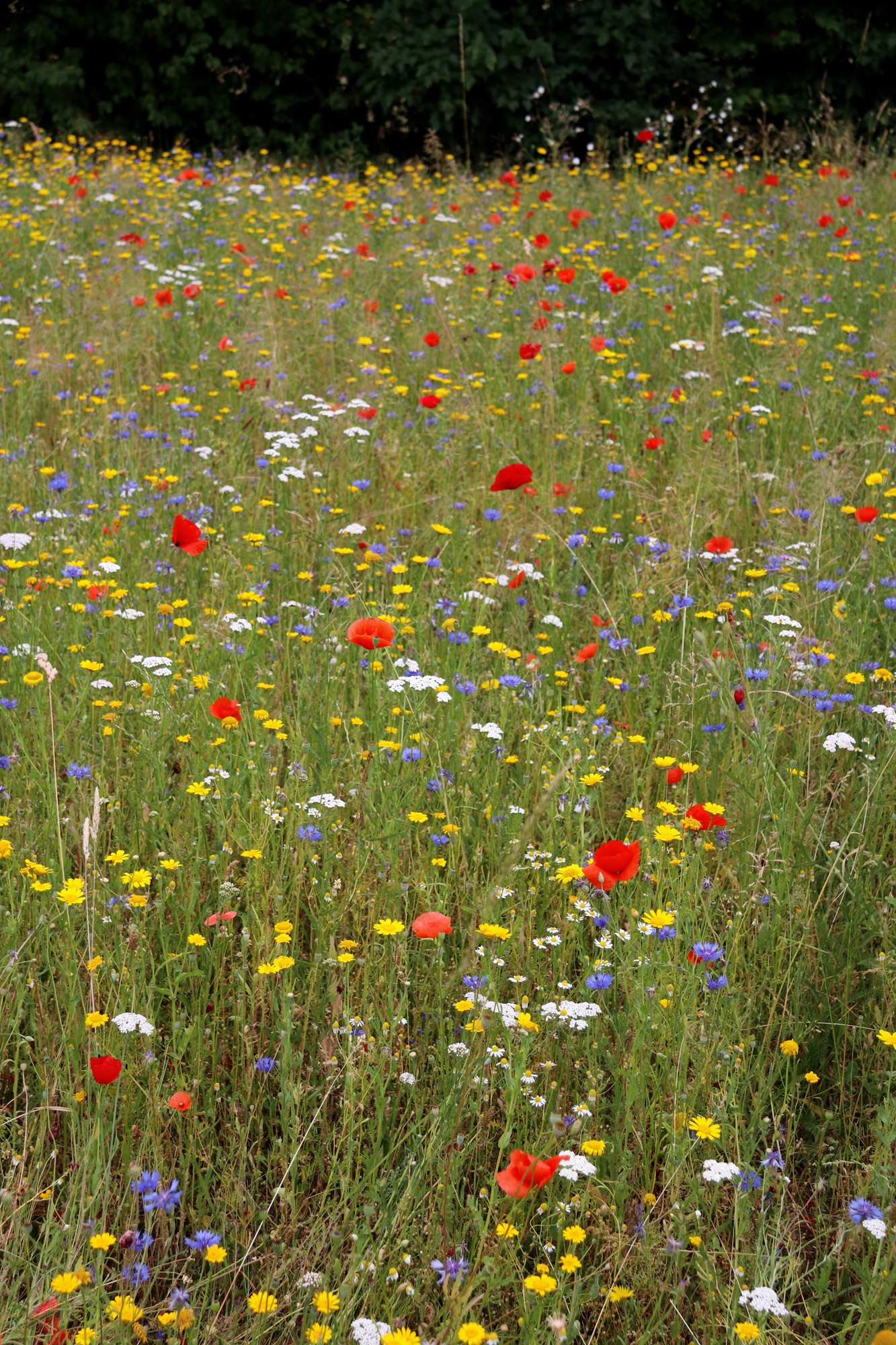 Wandeling Nette Seen - Kleurrijke bloemenvelden in het Naturschutzhof