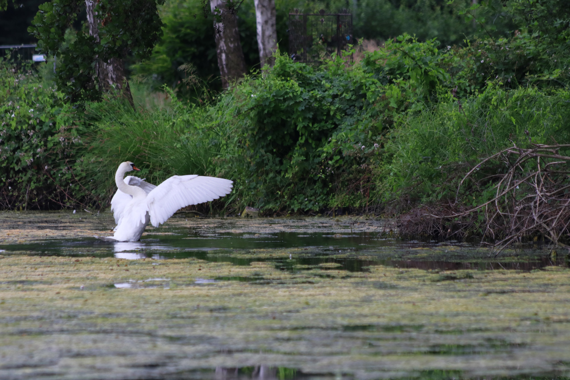 Wandeling Nette Seen - Zwaan in de Wittsee