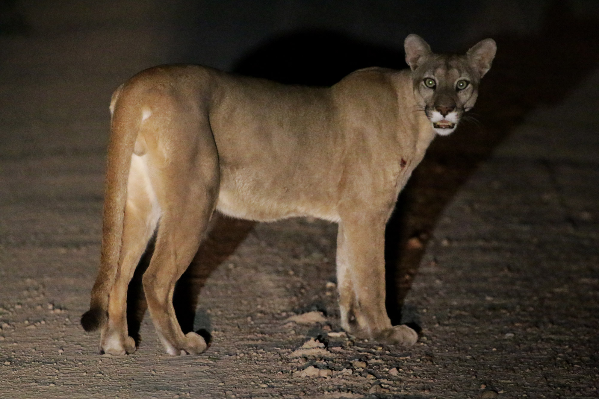 handige tips voor een Bolivia reis - Wildlife spotten