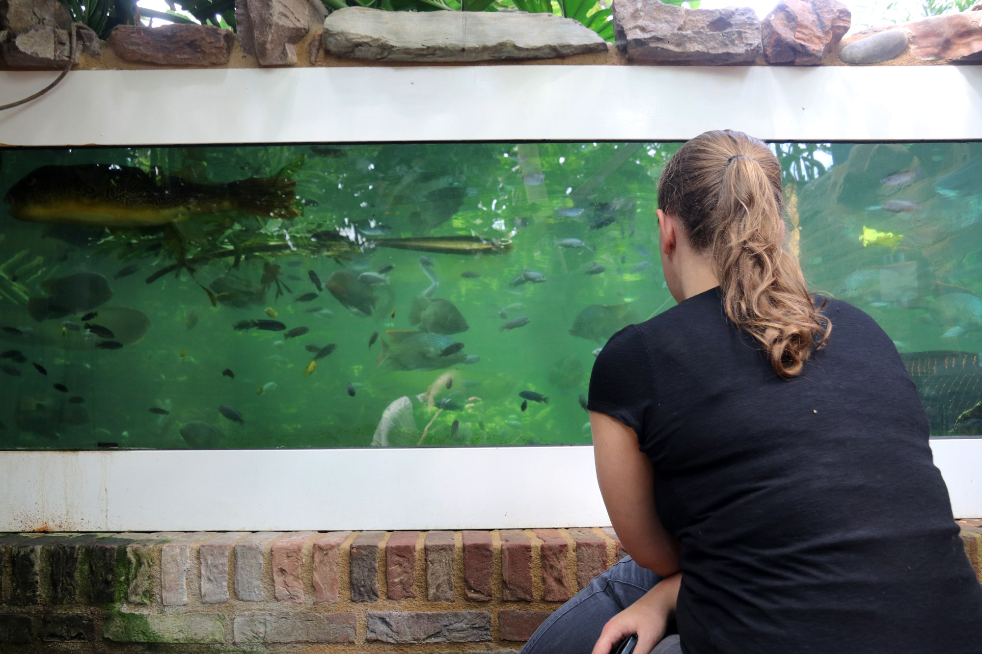 Tropische Vlindertuin Klein Costa Rica - Kijken naar het onderwaterleven