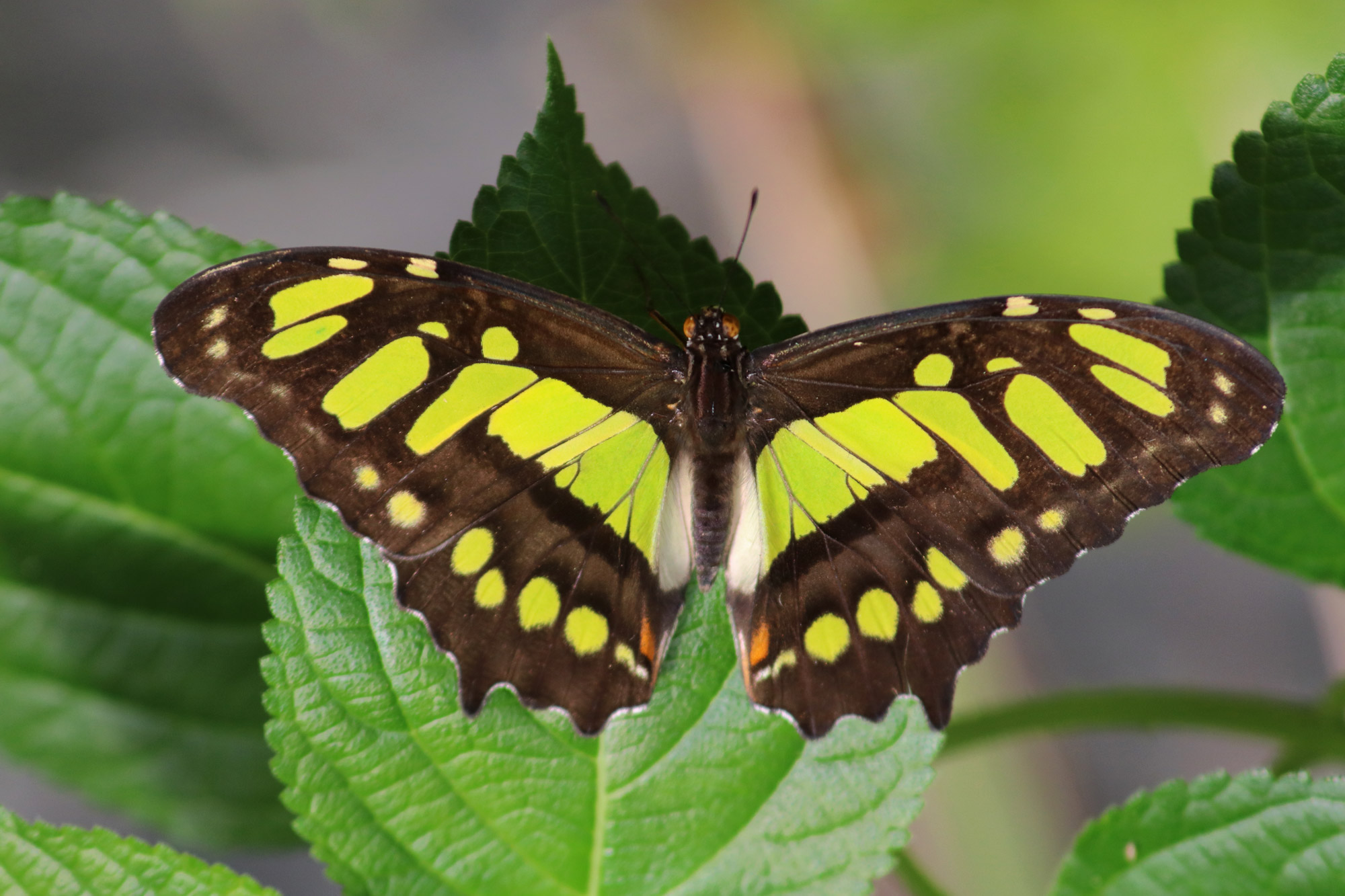 Tropische Vlindertuin Klein Costa Rica - Vlinder