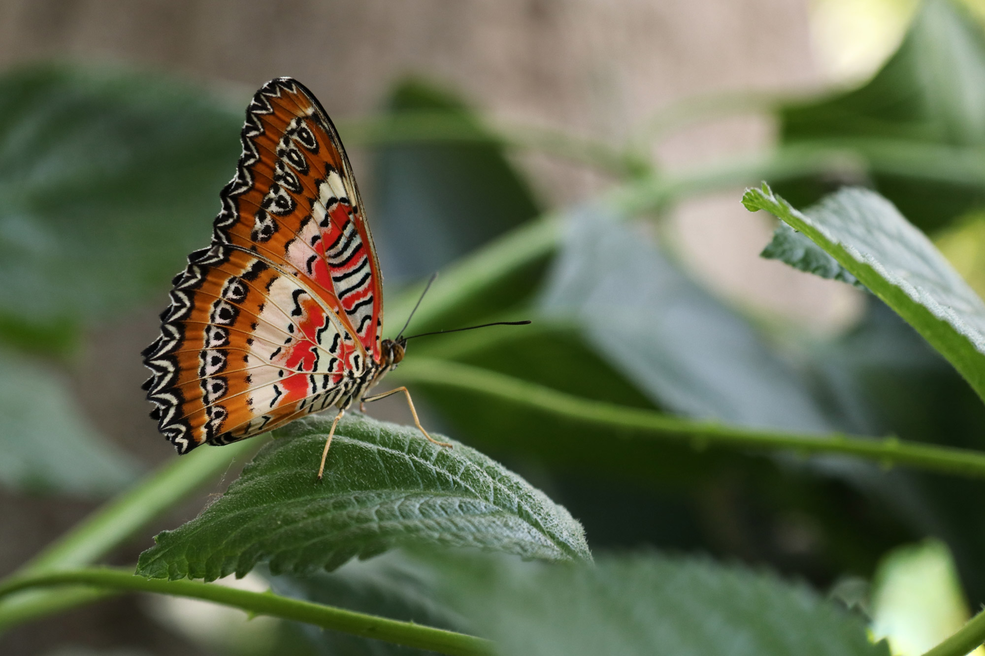Tropische Vlindertuin Klein Costa Rica - Vlinder