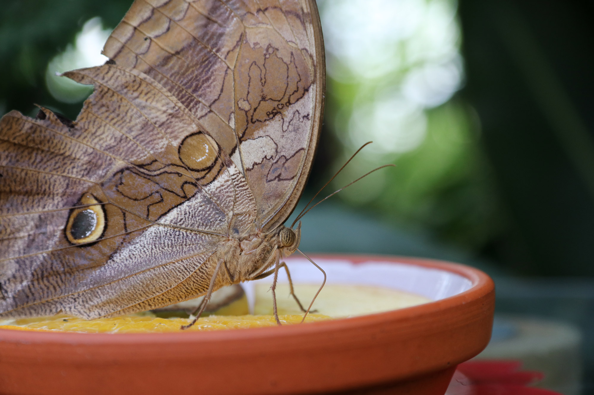 Tropische Vlindertuin Klein Costa Rica - Vlinder