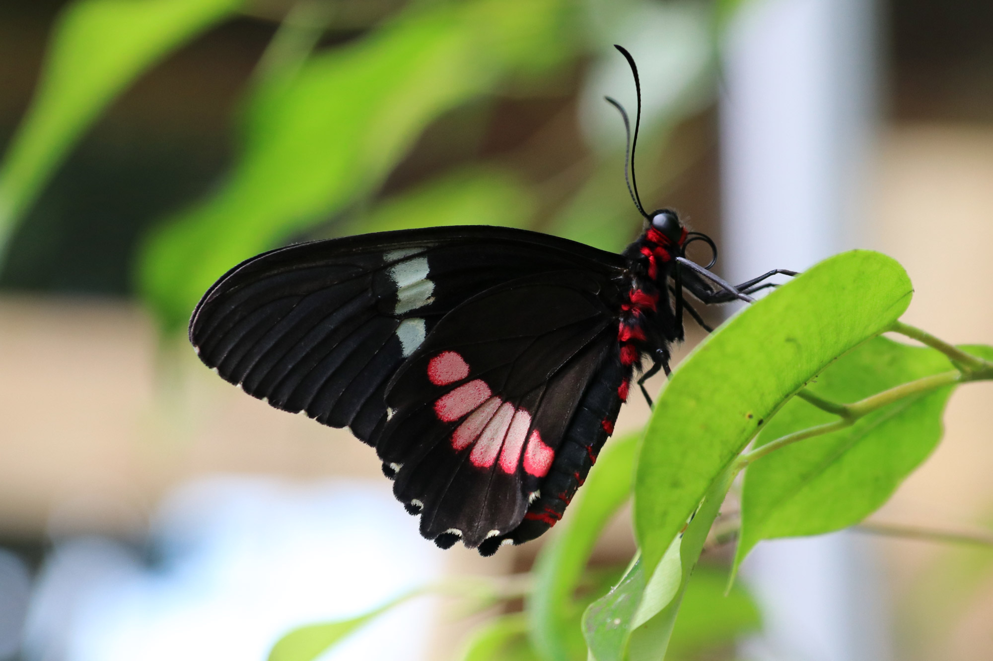 Tropische Vlindertuin Klein Costa Rica - Vlinder