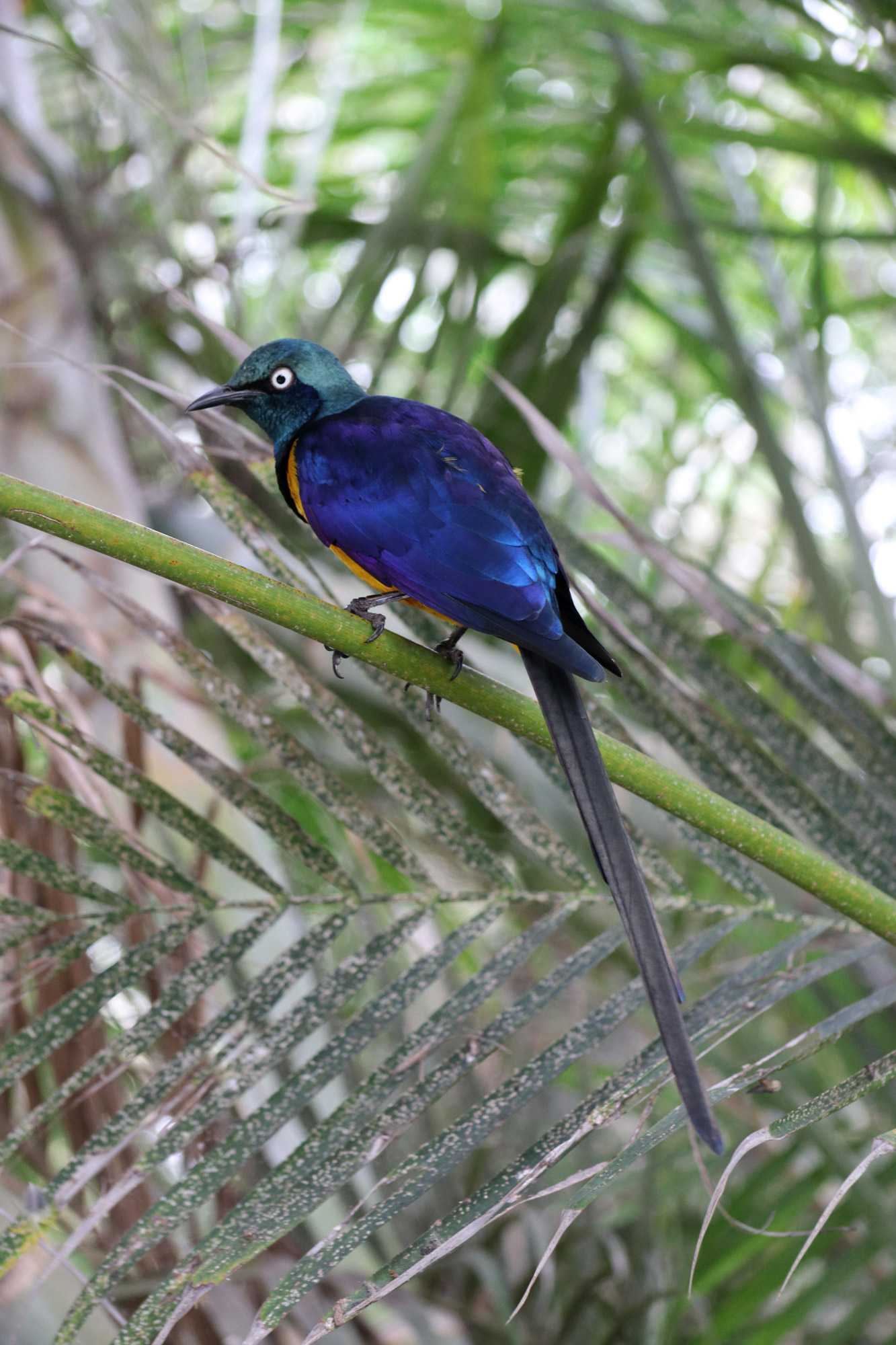 Tropische Vlindertuin Klein Costa Rica - Koningsglansspreeuw