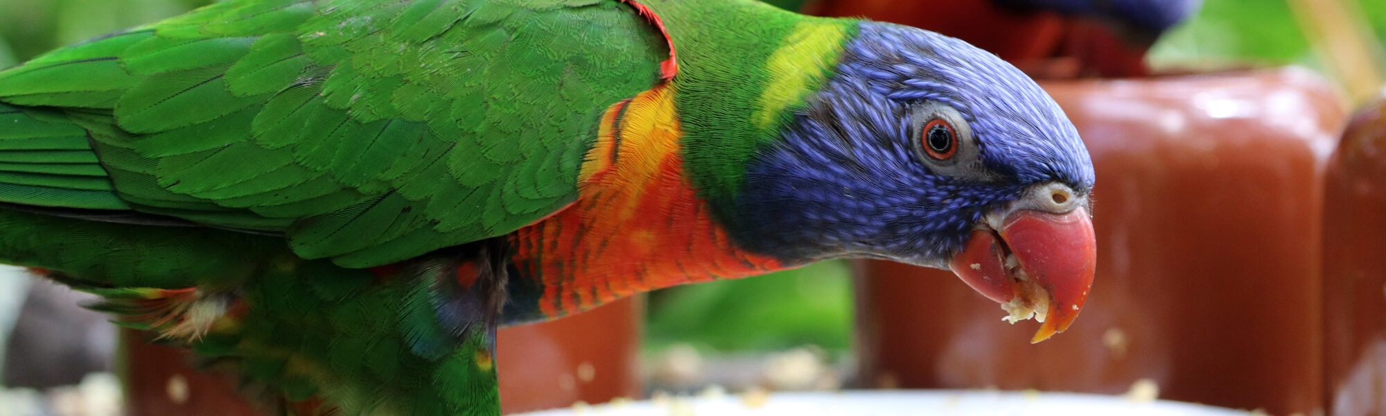 Tropische Vlindertuin Klein Costa Rica - Lori van de blauwe bergen