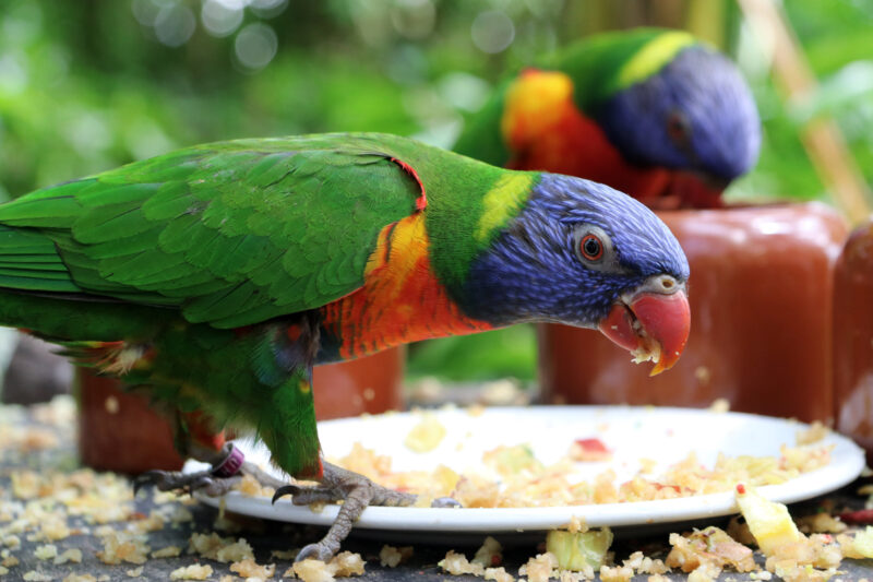 Tropische Vlindertuin Klein Costa Rica - Lori van de blauwe bergen