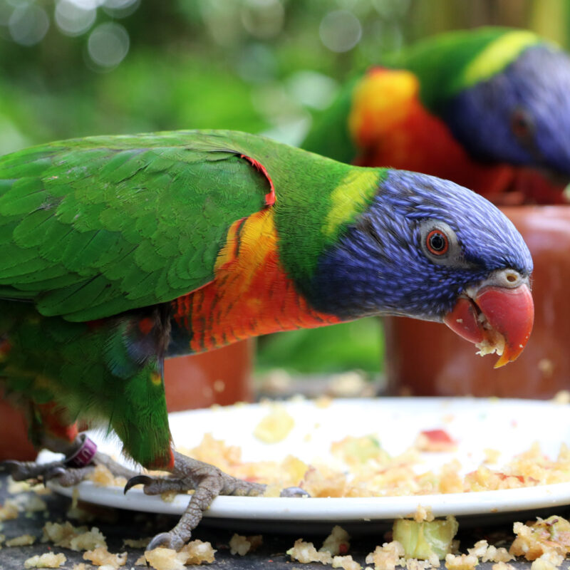 Tropische vlindertuin Klein Costa Rica in Someren