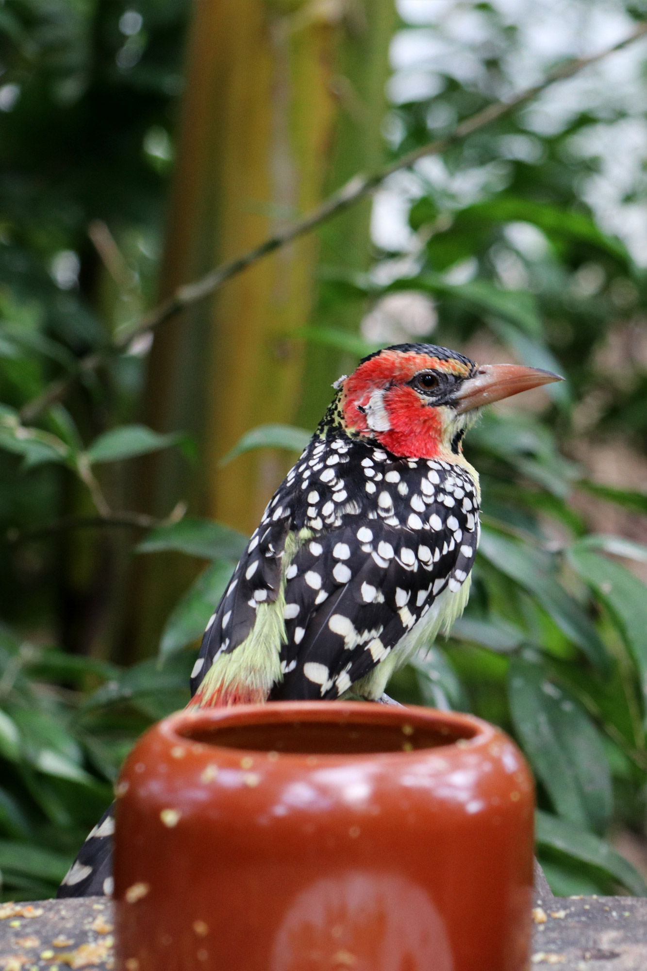 Tropische Vlindertuin Klein Costa Rica - Vuurkruinbaardvogel