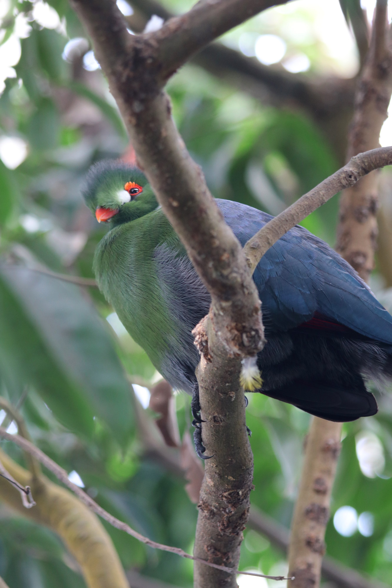 Tropische Vlindertuin Klein Costa Rica - Witwang Toerako