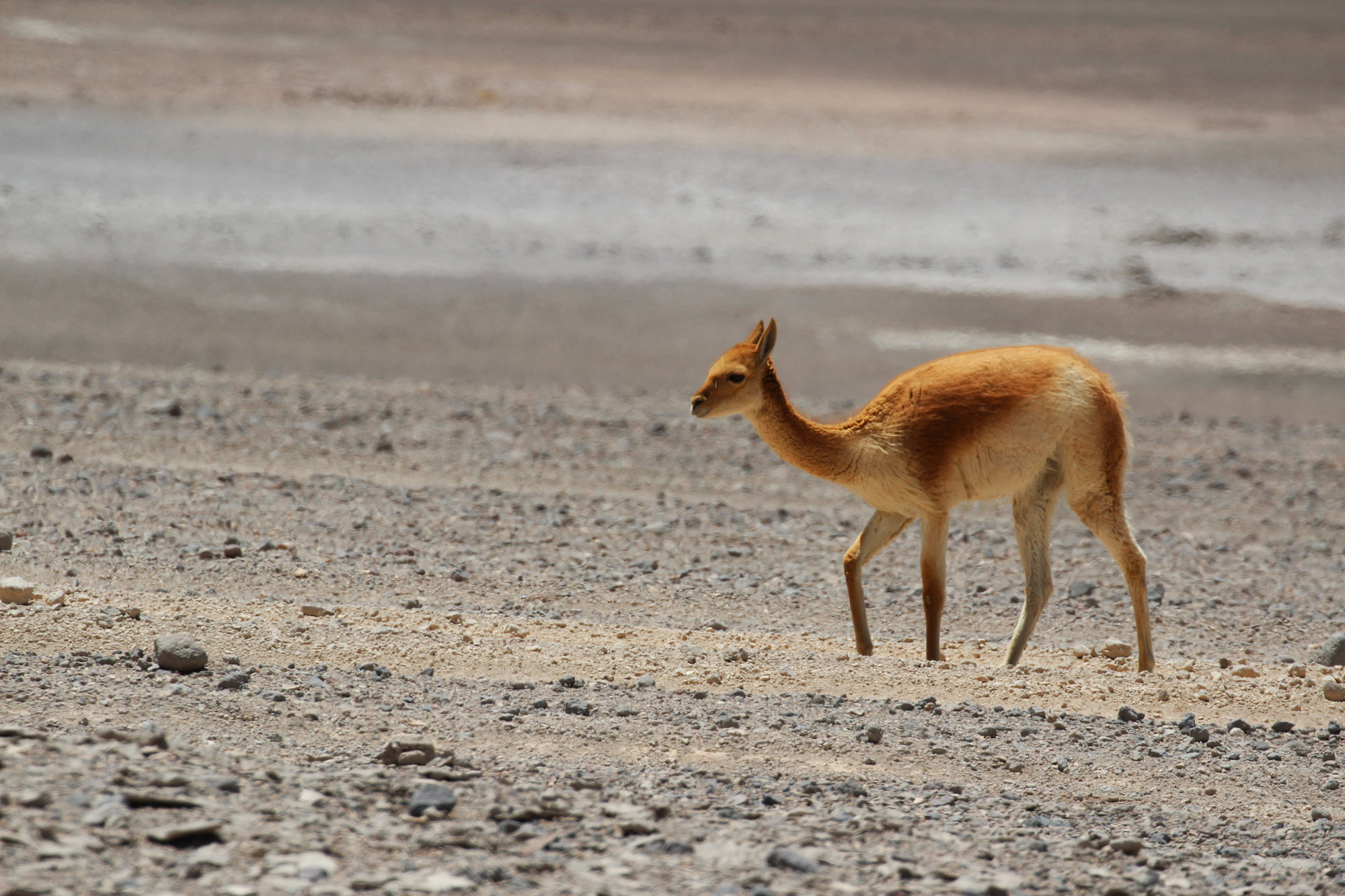 Gespotte dieren: vicuña