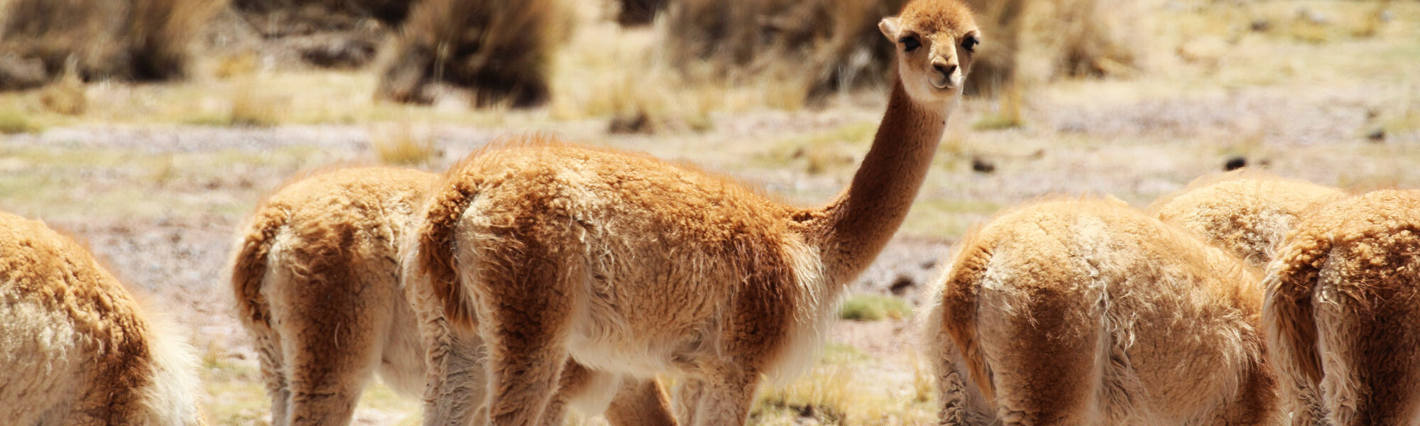 Gespotte dieren: vicuña