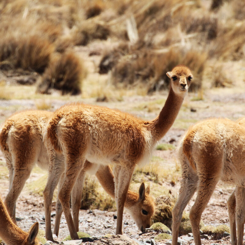 Gespotte dieren: vicuña