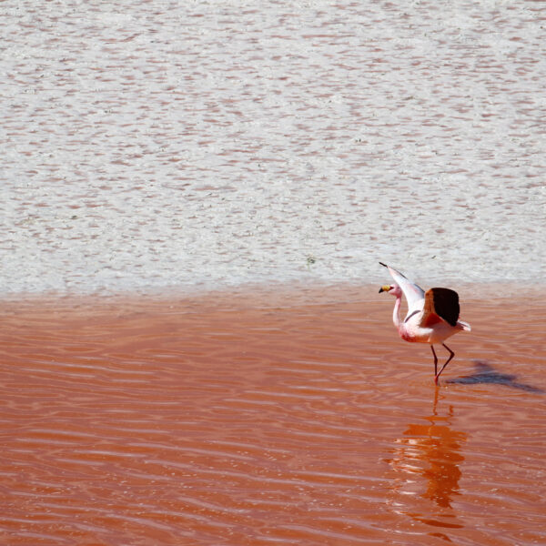 Laguna Colorada - Departement Potosí - Bolivia