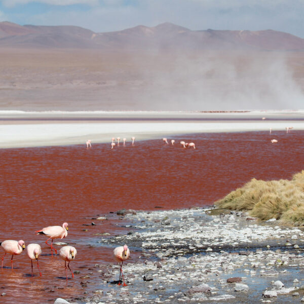 Laguna Colorada - Departement Potosí - Bolivia