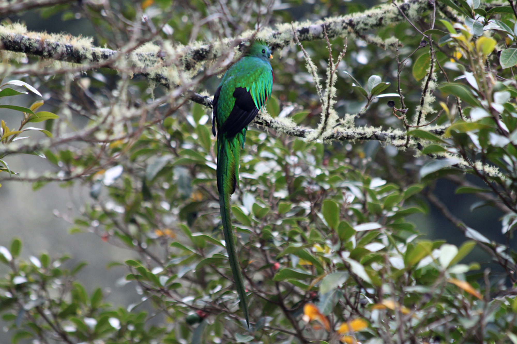 Werelddierendag, 9 bijzondere ontmoetingen met dieren - Quetzal
