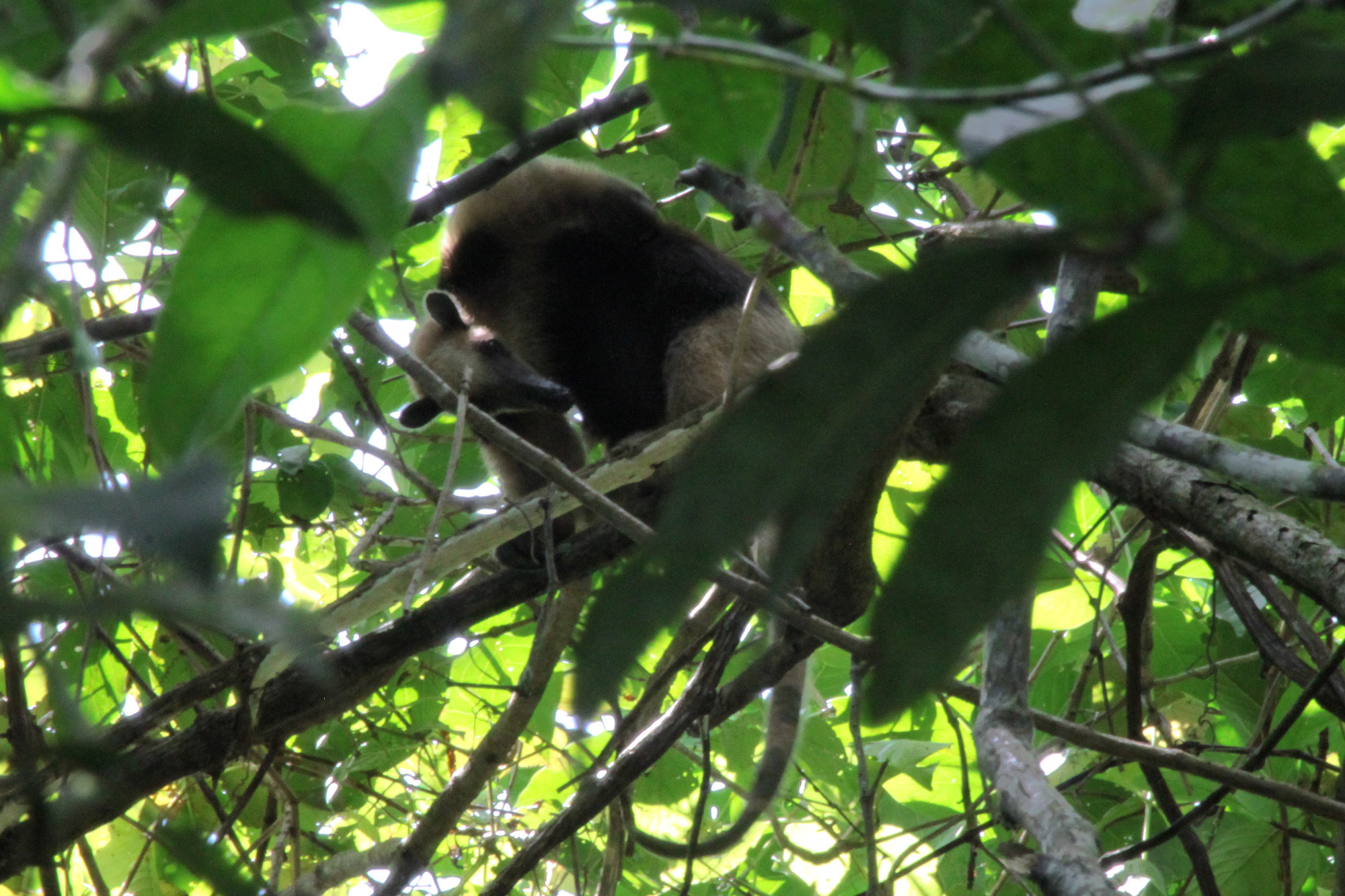 Werelddierendag, 9 bijzondere ontmoetingen met dieren - Tamandua